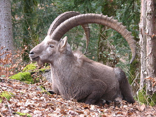 Alpine ibex